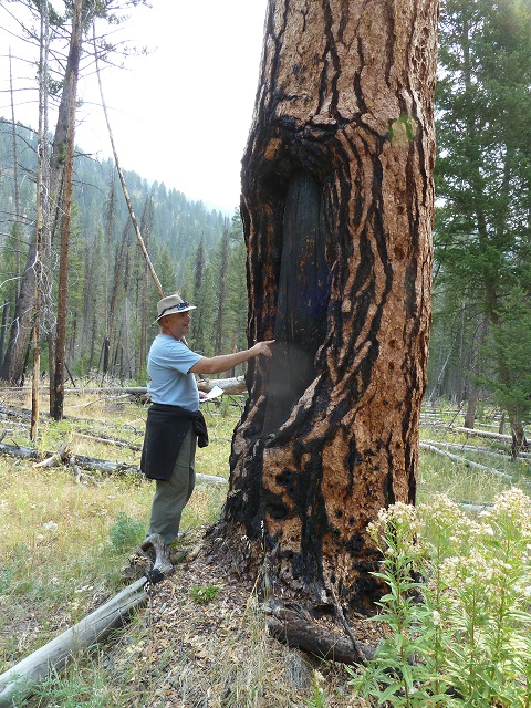 Bob Keane observes an old growth ponderosa pine with an indian bark peel in the Bob Marshall Wilderness 