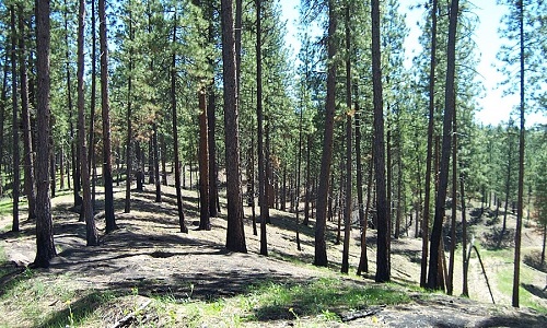 Stand of trees shown years after fuel treatments