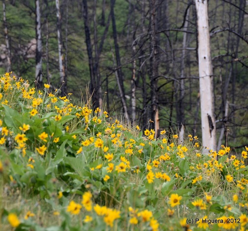 Yellow flowers on a slope with trees in the background