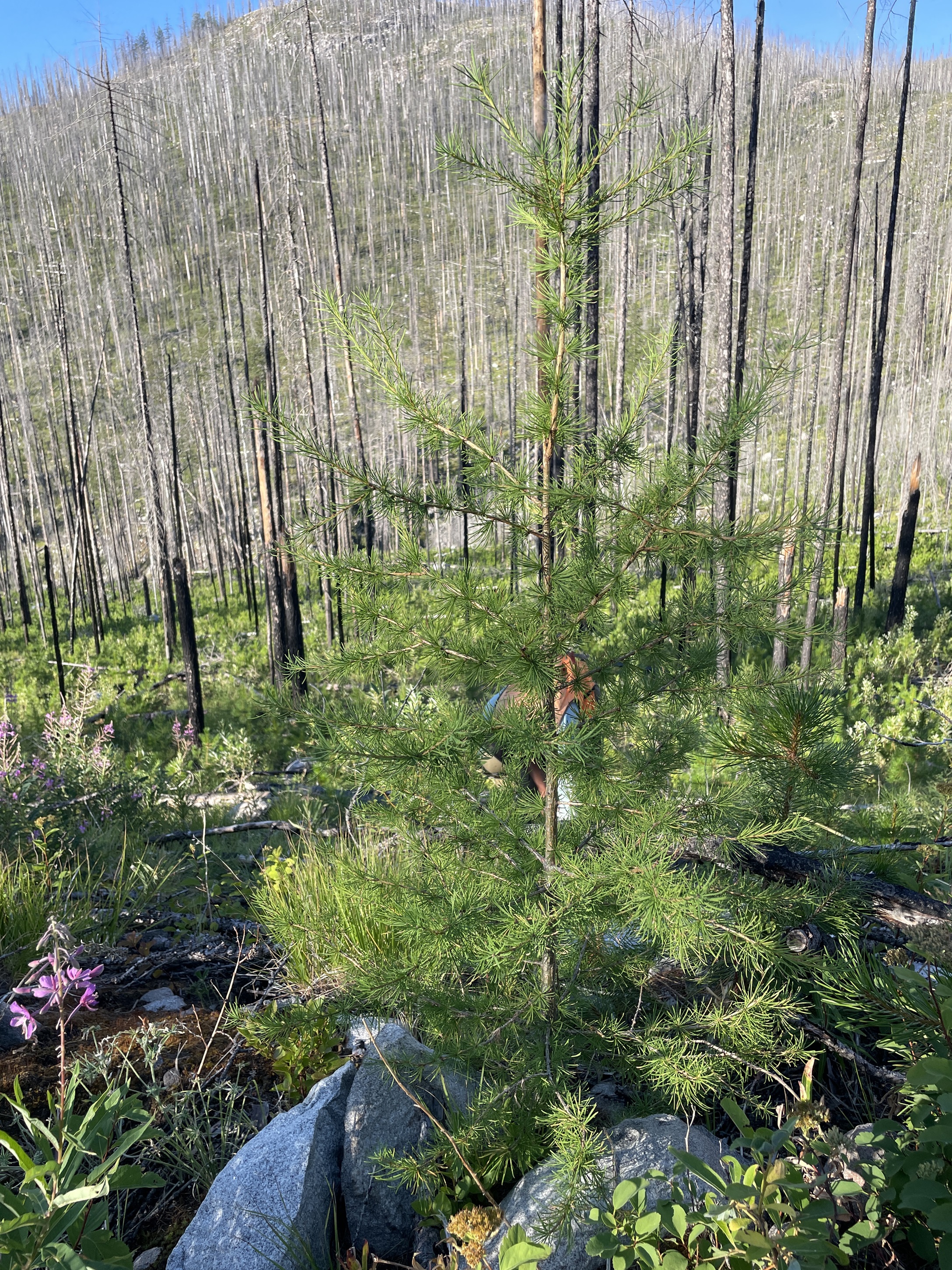 A larch seedling grows agains a backdrop of a standing dead trees from high severity fire