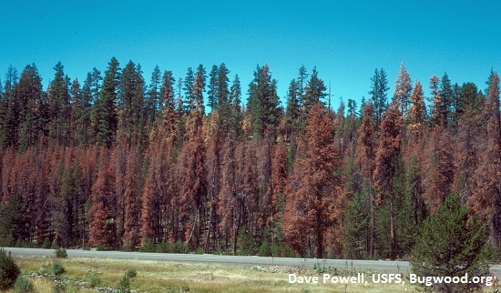 Red stage mtn. pine beetle attack in lodgepole