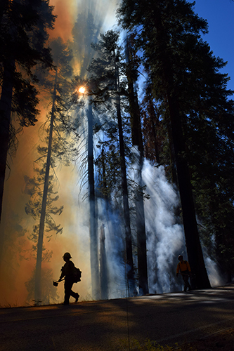 Holders on the Dorst Prescribed Burn