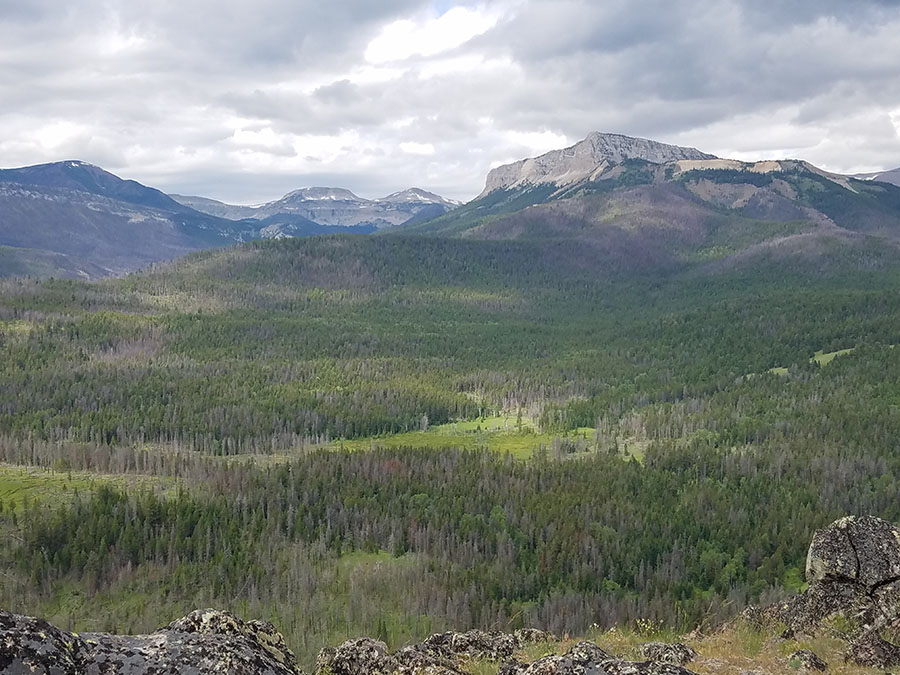 View of landscape vegetation mosaics created by a lightning-caused fire in the Bob Marshall Wilderness