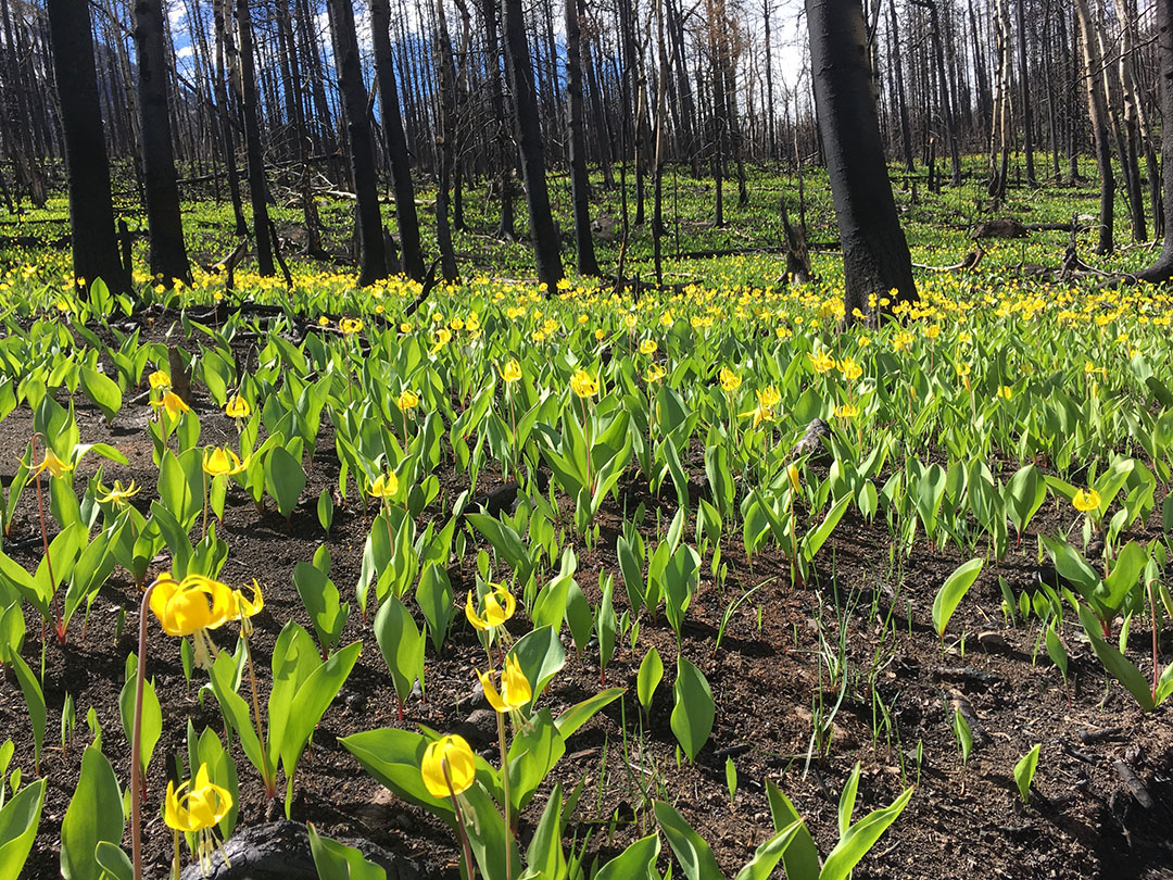 Image of glacier lilies in burned area near Crandell Campground, BC, Canada. Photo: Kim Pearson