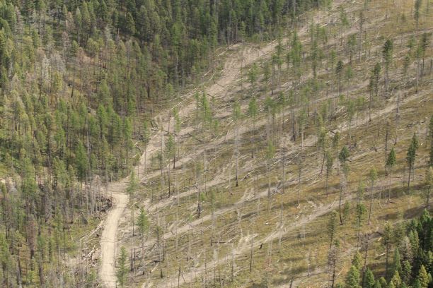 Post-fire salvage logging