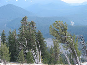 Whitebark Pine