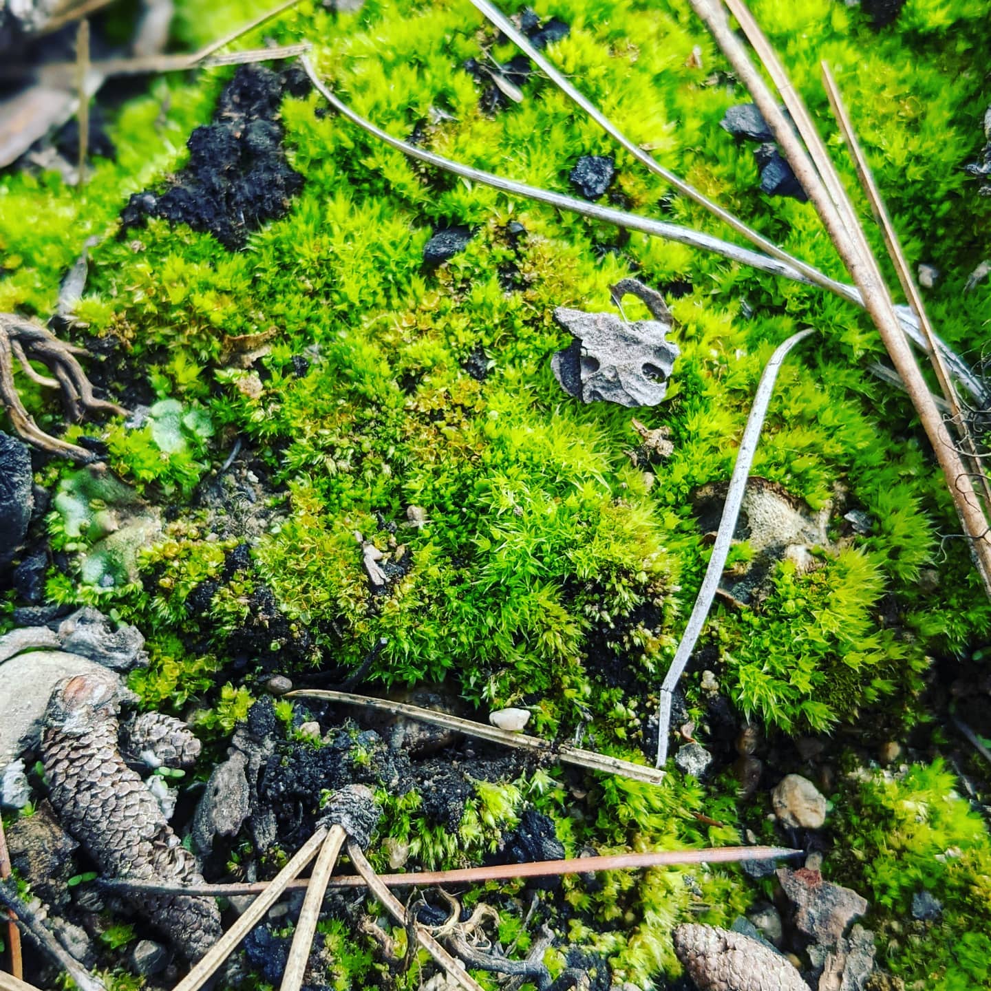 Moss colonizing a recently burned area
