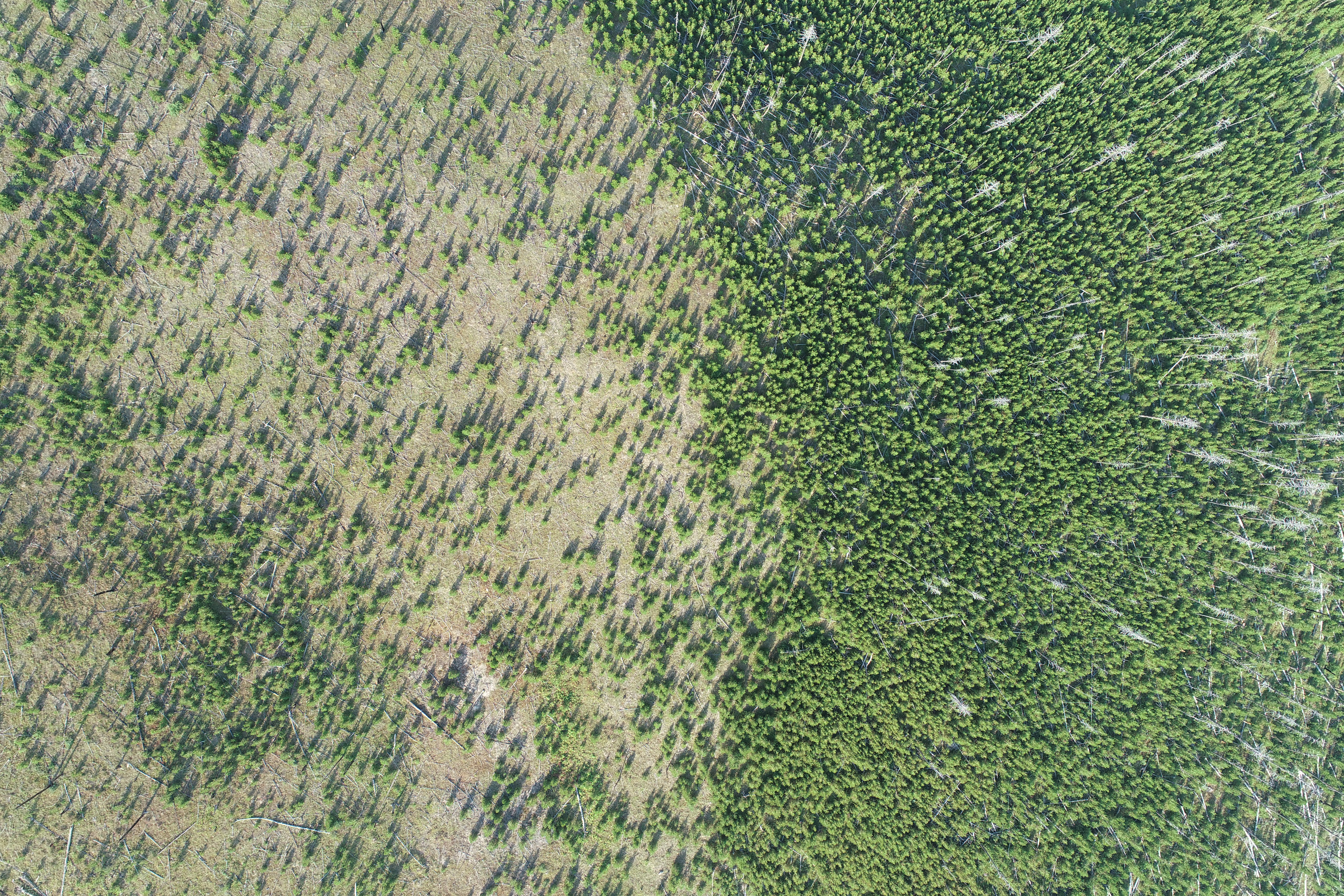 Aerial view of forest recovery after reburn