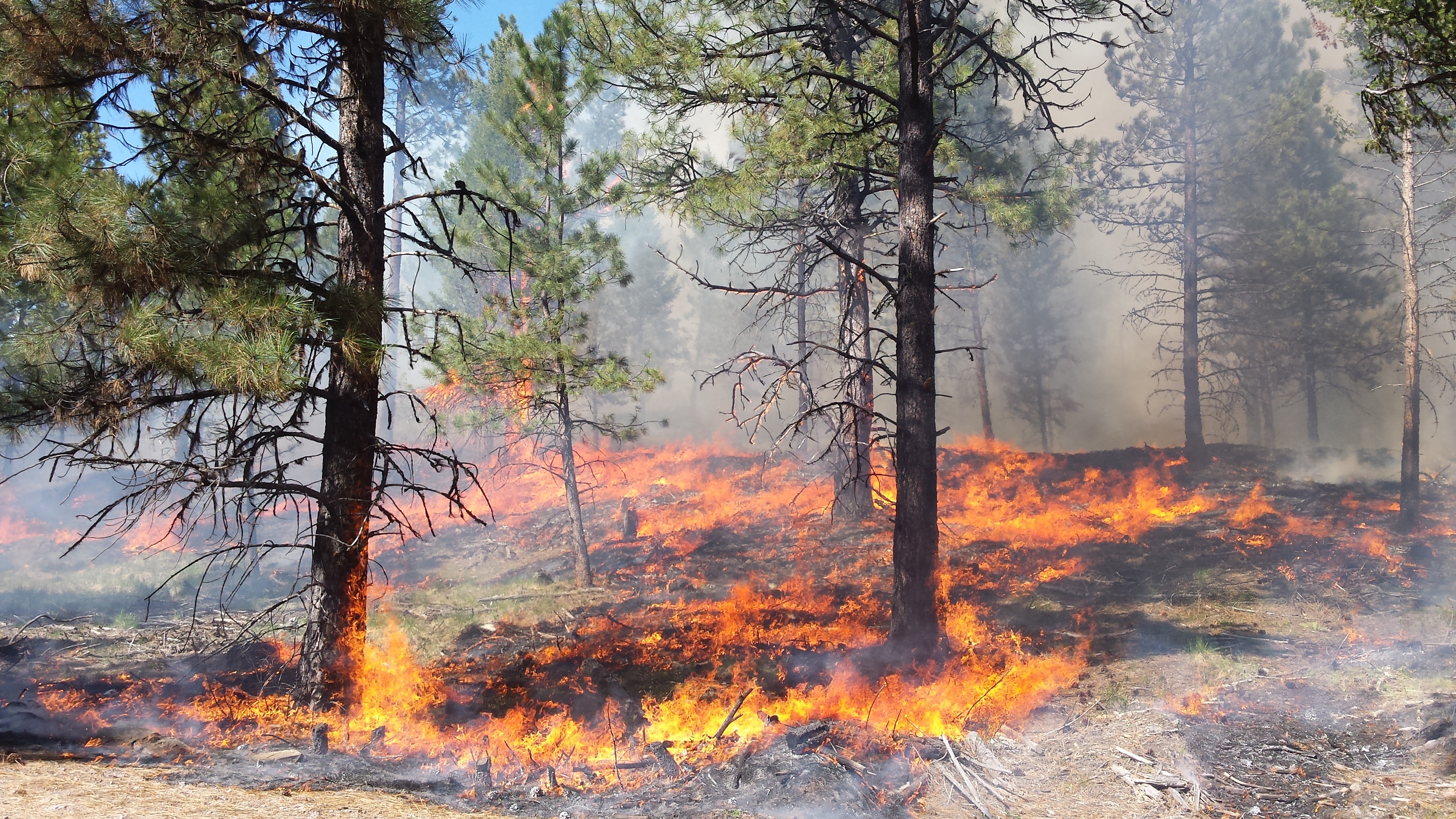 understory of pine stand burning