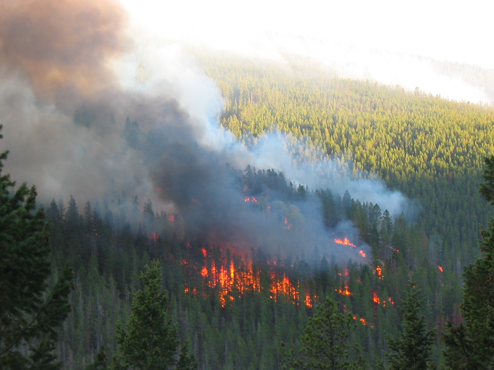 Understory burn in forest