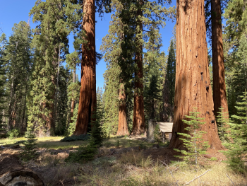 Stand of giant trees