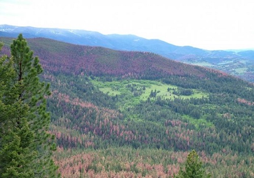 Beetle Kill Helena National Forest