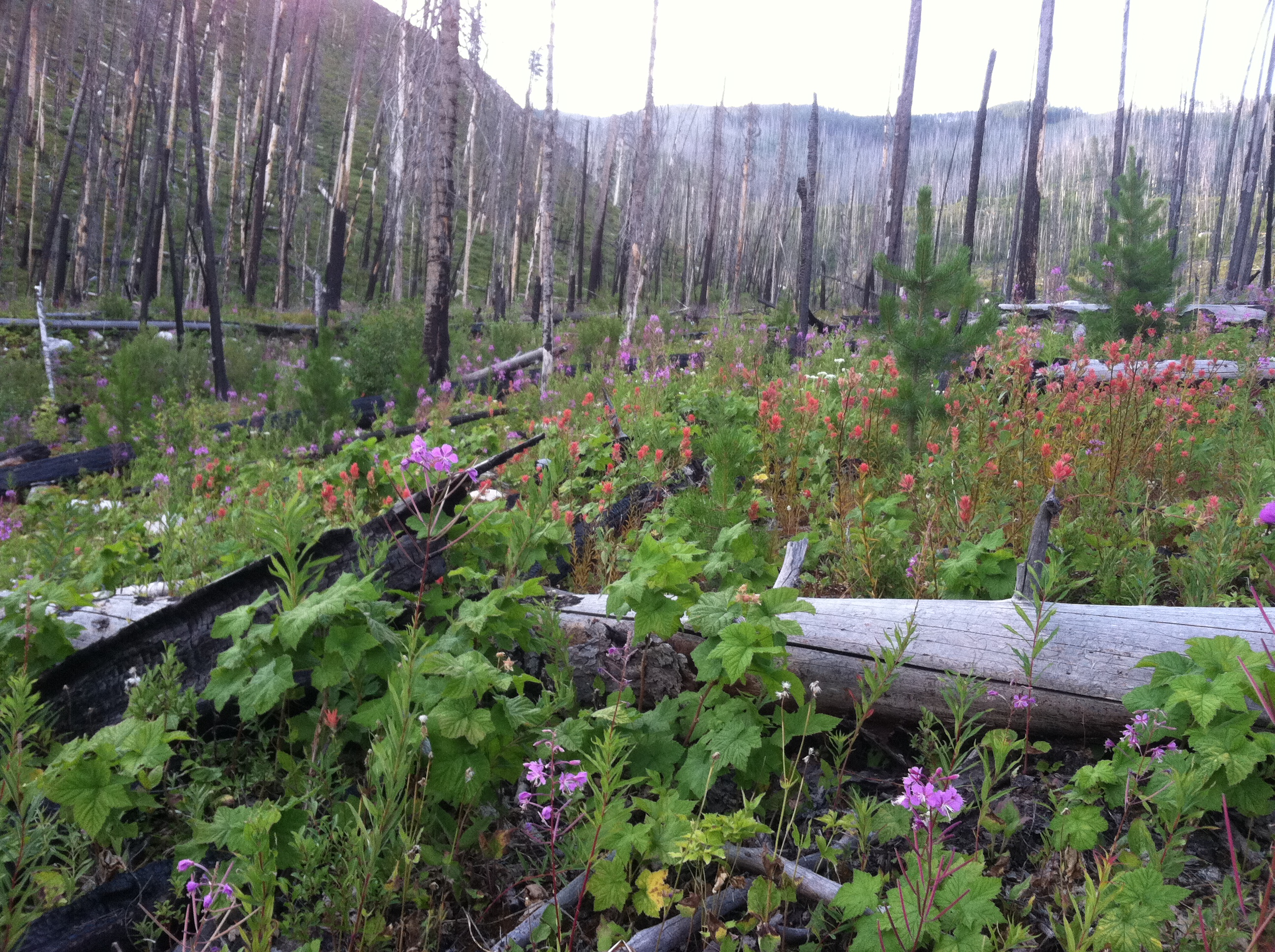 Vegetation growing after a burn