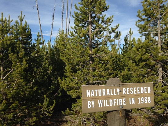 Photo of Reseeded Yellowstone Trees with sign "Naturally Reseeded by Wildfire in 1988"