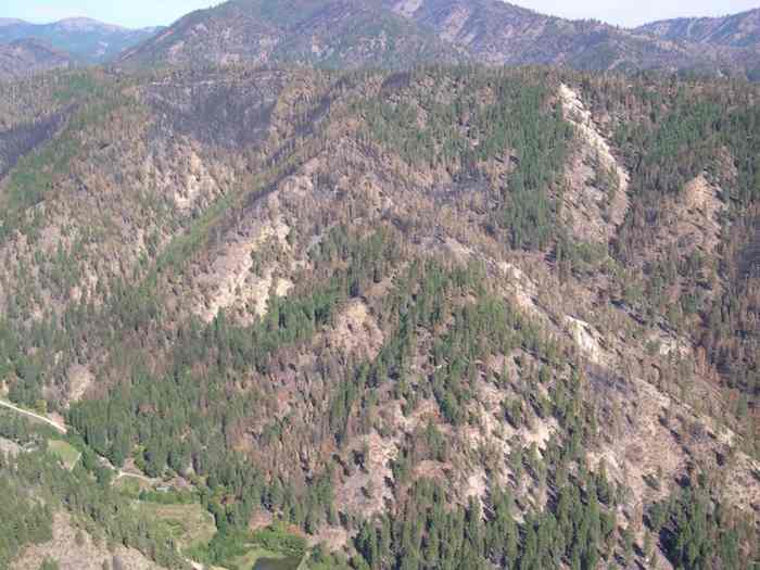 Dry mixed conifer forest