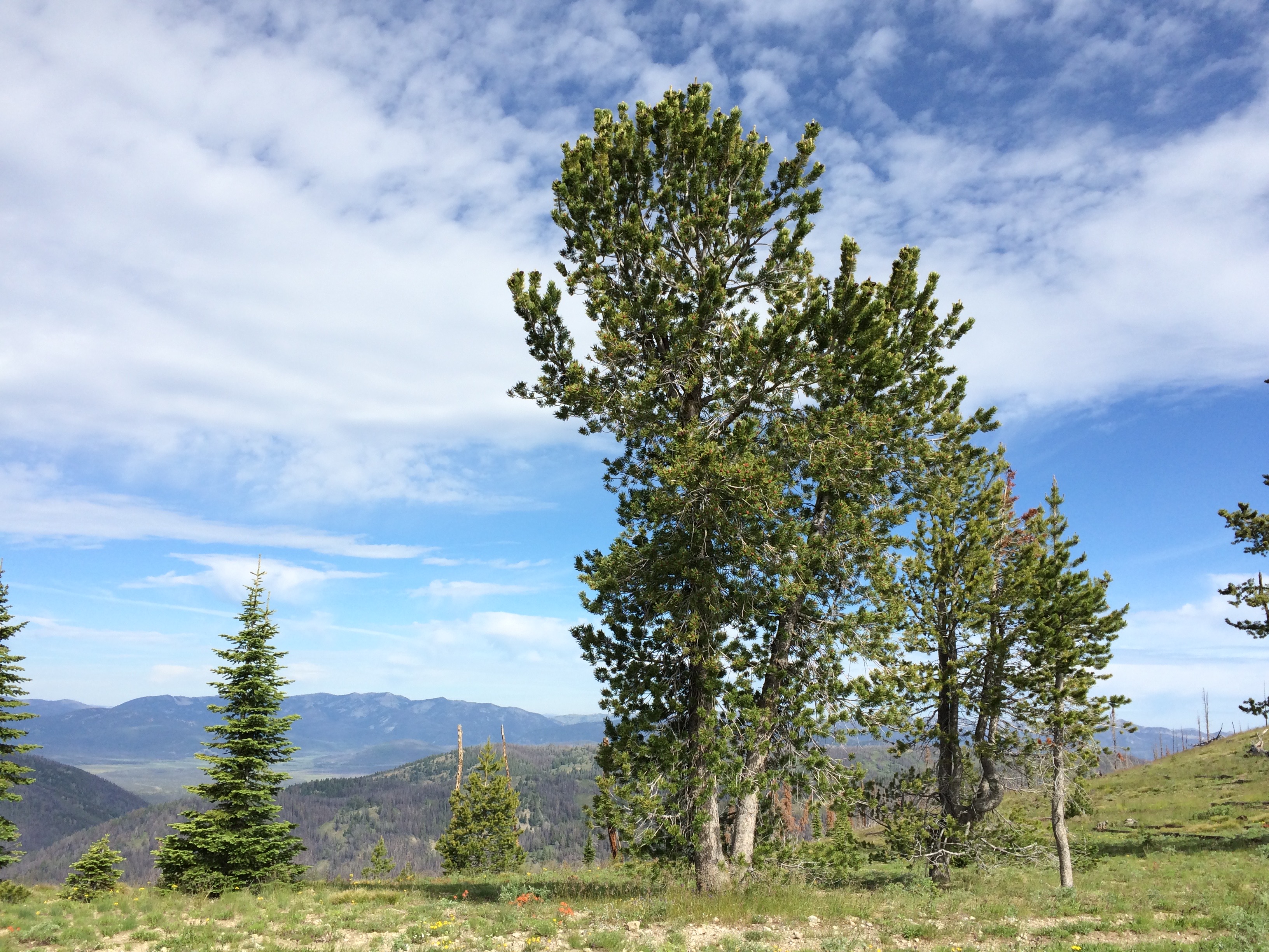 Whitebark Pine