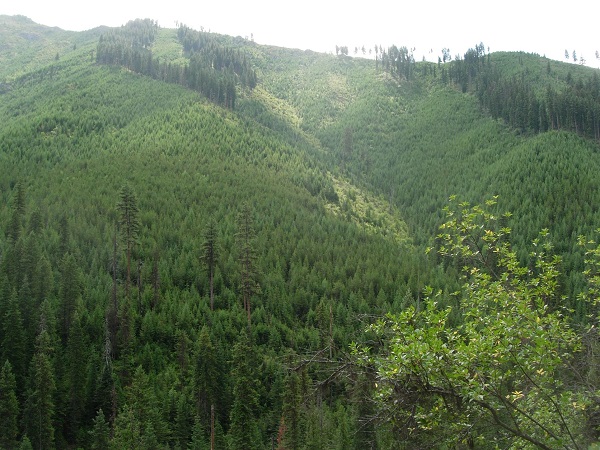 Mosaic of trees on a landscape