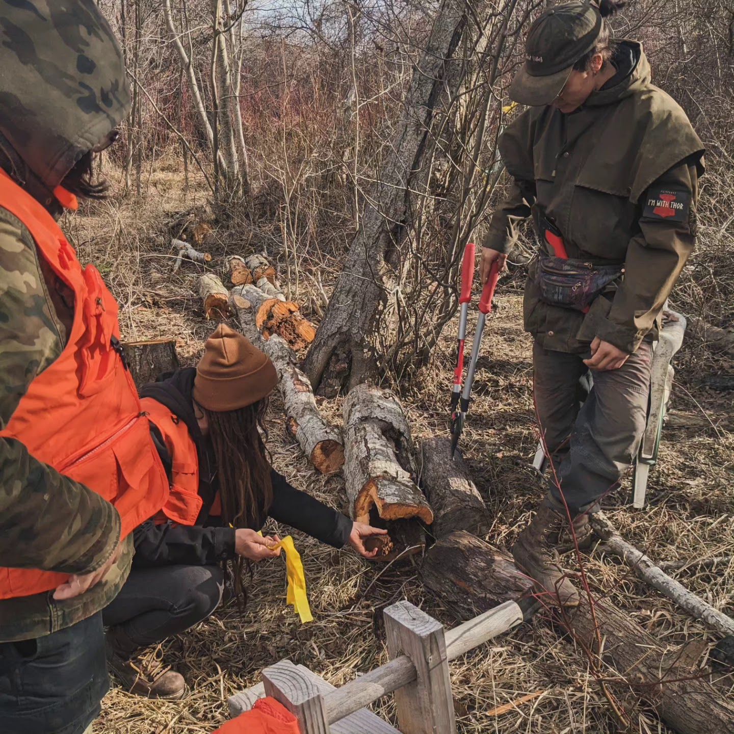 Three people in outdoor gear examining a cut tree