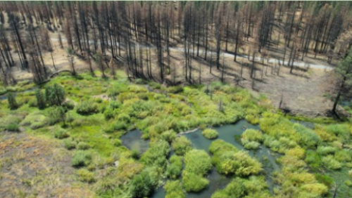 Wetland photo surrounded by burned trees