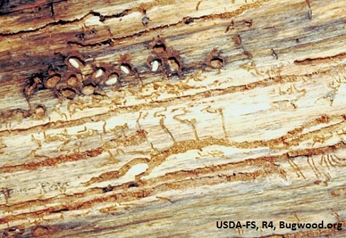 D. ponderosae bark beetle galleries