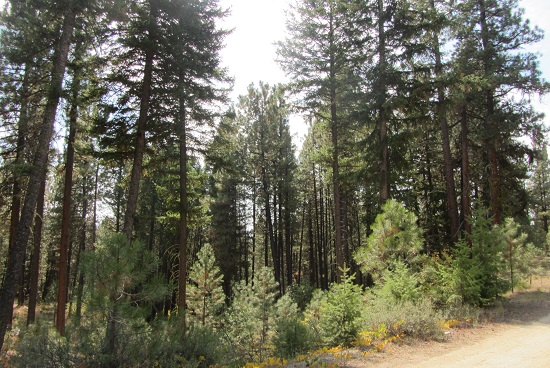 Dry mixed-conifer Boise Basin