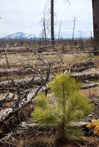 post fire lodgepole seedling