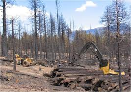 post fire salvage logging