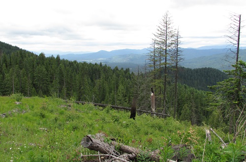 View of PREF landscape