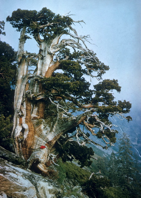 Whitebark pine