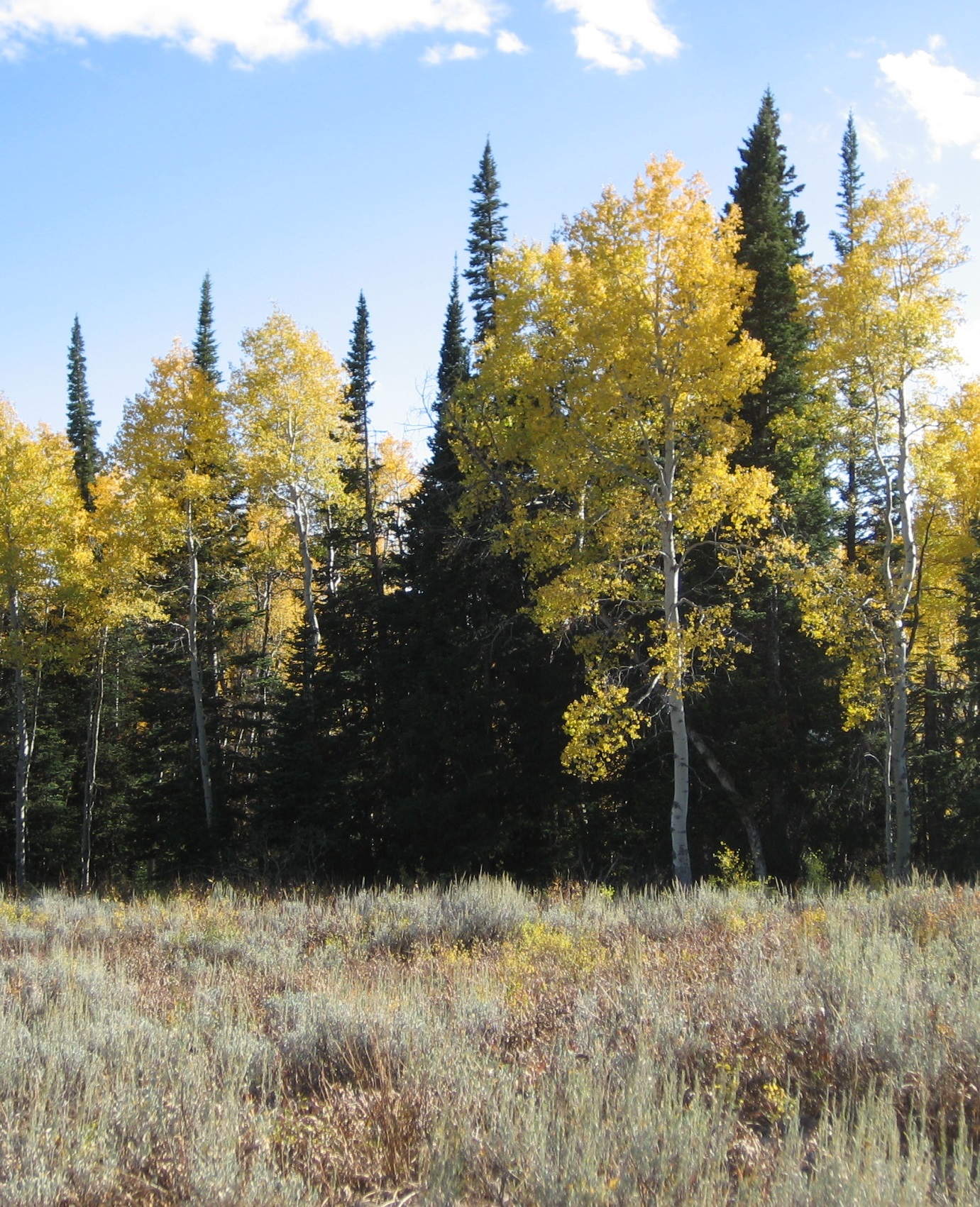 yellow aspen