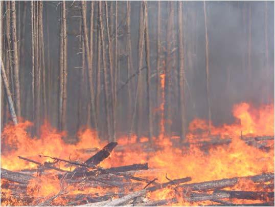 severe fire behavior