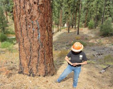 Terrie Jain on Boise Basin Field Trip at the base of a large conifer