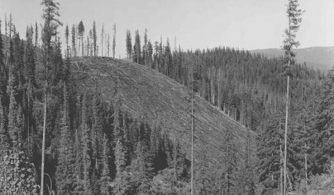 Black and white image of a clearcut in Deception Creek Experimental Forest