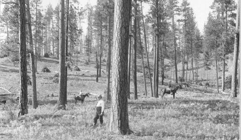 Black and white image of a forest with mature conifers, very little underbrush, several men, and horses