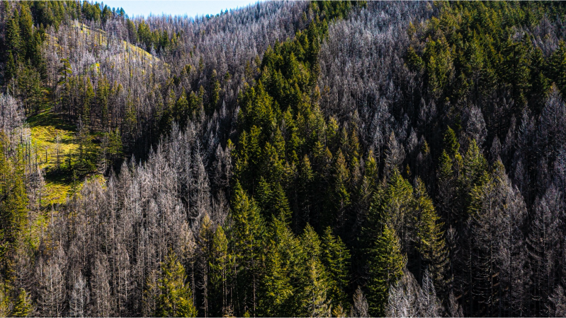 Grey burned trees and green unburned trees in patches across landscape