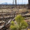Burned forest and tree regeneration