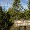 Photo of Reseeded Yellowstone Trees with sign "Naturally Reseeded by Wildfire in 1988"