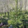 A larch seedling grows agains a backdrop of a standing dead trees from high severity fire