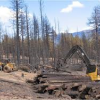 salvage logging operations