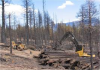 salvage logging operations